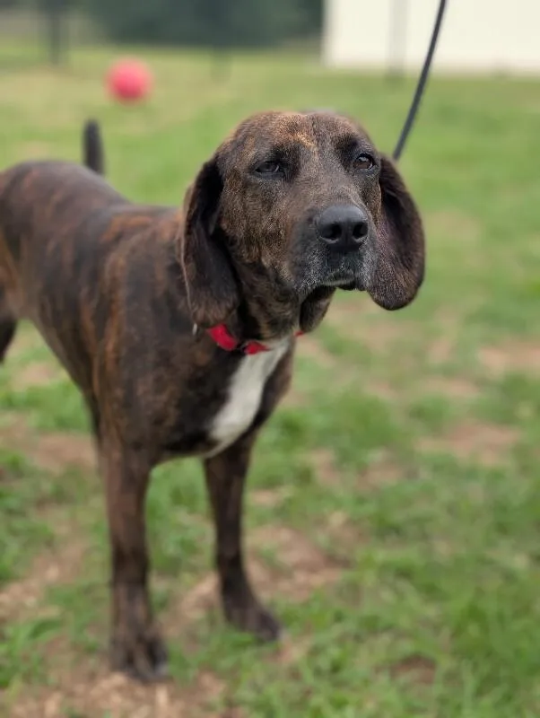 An adult medium-sized female Brindle Hound dog named Dixie for adoption in Aiken, SC
