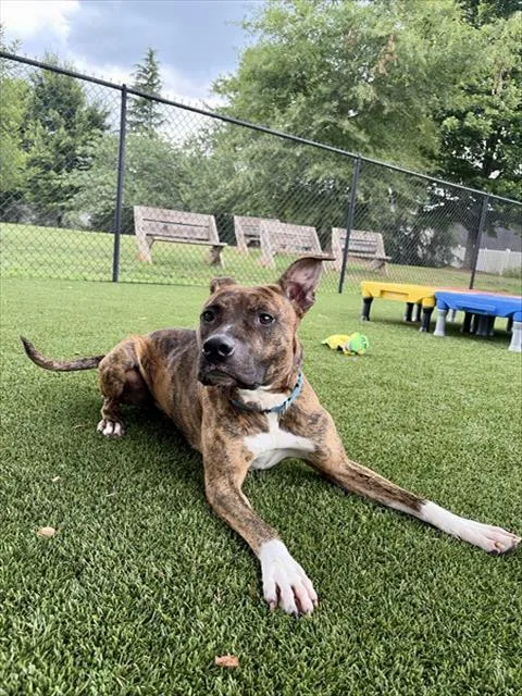 An adult medium-sized male Pit Bull Terrier dog named Benji for adoption in Statesville, NC
