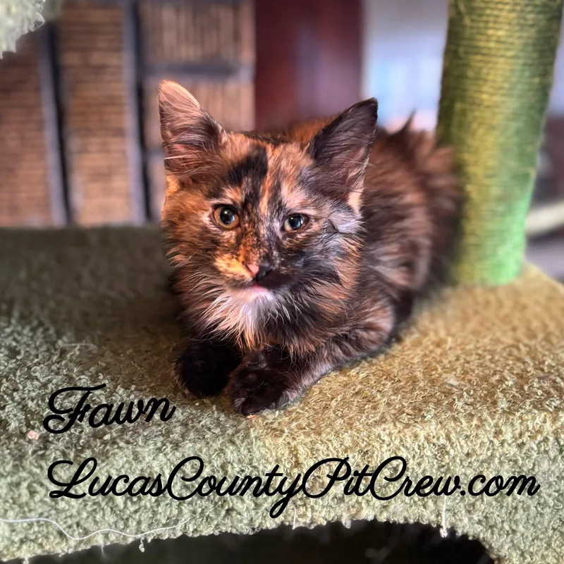 Fawn