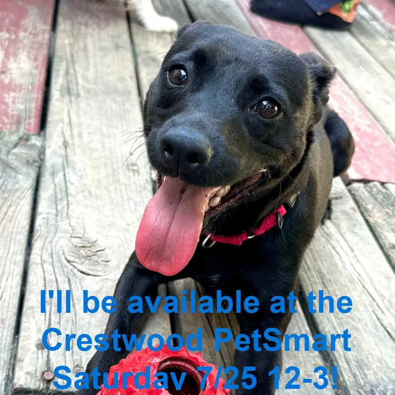 An adult small-sized female Black Mixed Breed dog named Misty May for adoption in Matteson, IL
