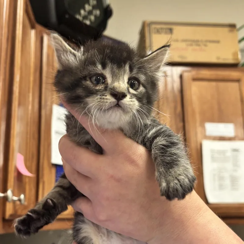 A baby small-sized female Tortoiseshell Domestic Short Hair cat named Bubbles  U for adoption in Tupelo, MS