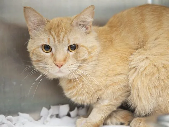 An adult small-sized male Domestic Short Hair cat named Beatbox for adoption in Phoenix, AZ