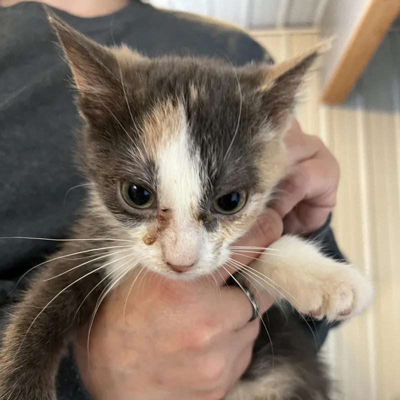 A baby small-sized female Calico Domestic Medium Hair cat named Queso for adoption in Marion, IL