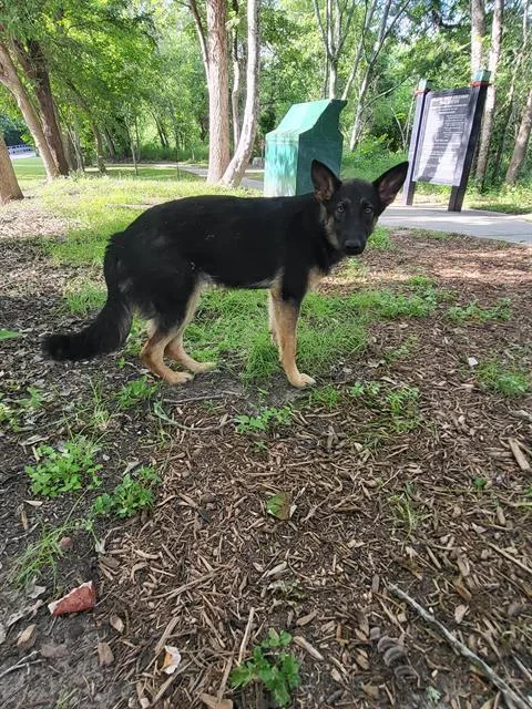 A young medium-sized female German Shepherd Dog dog named Marsha for adoption in San Antonio, TX