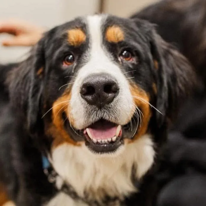 A young large-sized male Tricolor (Brown, Black, & White) Bernese Mountain Dog named Oakley for adoption in Normal, IL