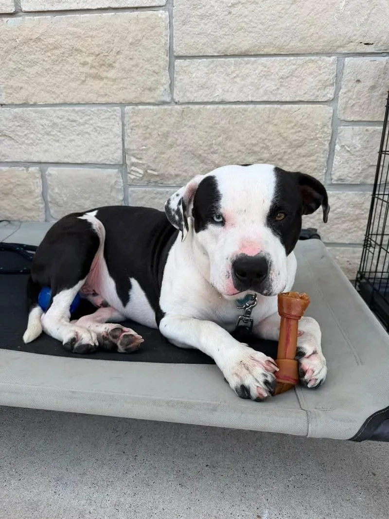 A young large-sized male American Bully dog named Poe for adoption in Comanche, TX