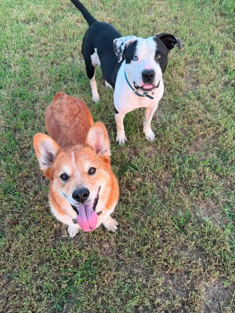 Poe thumbnail 4
