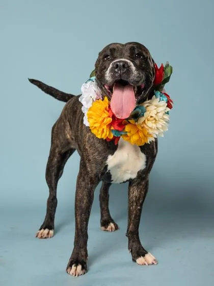 An adult large-sized female Pit Bull Terrier dog named Mia for adoption in Atlanta, GA