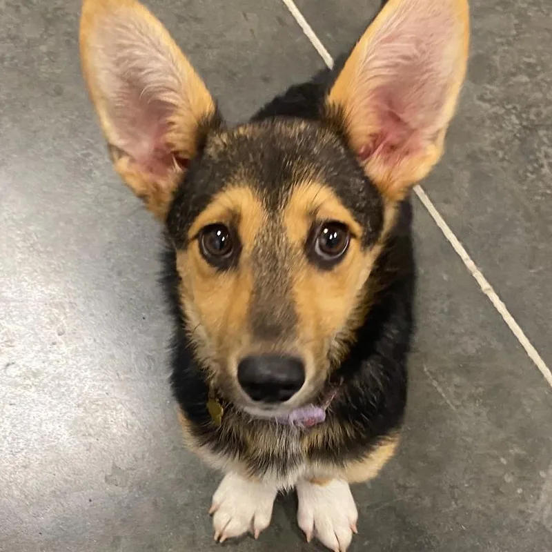 A baby small-sized female Brown / Chocolate Mixed Breed dog named Rosie for adoption in Webster, TX