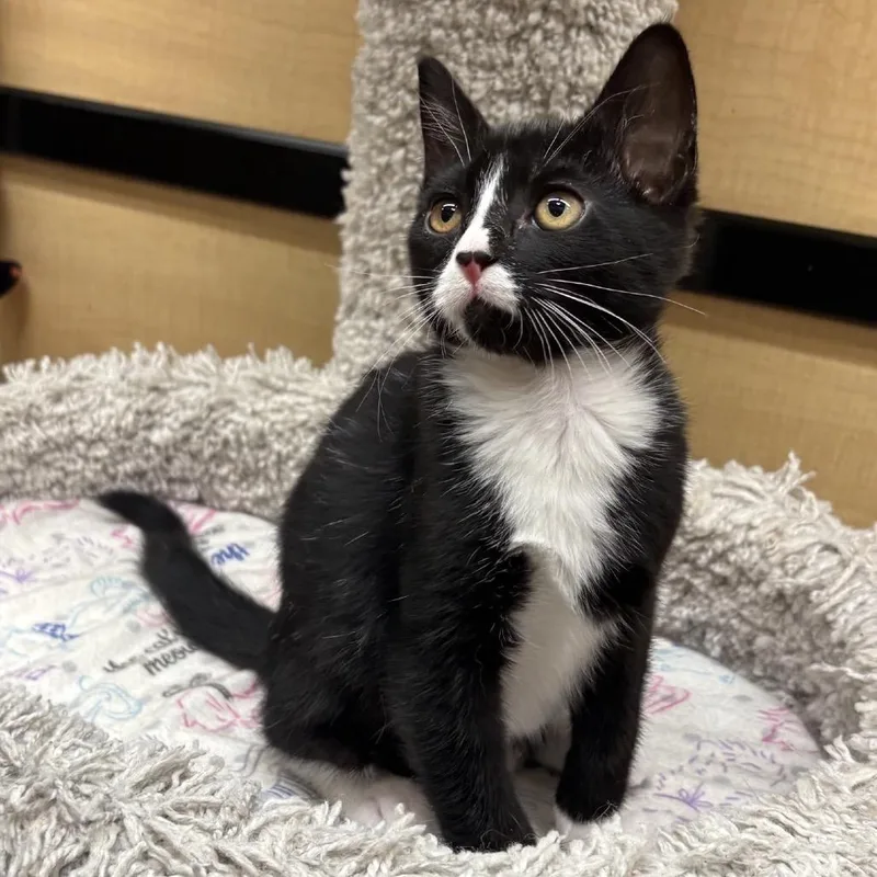A baby small-sized female Black Domestic Short Hair cat named Dizzy for adoption in Hemet, CA