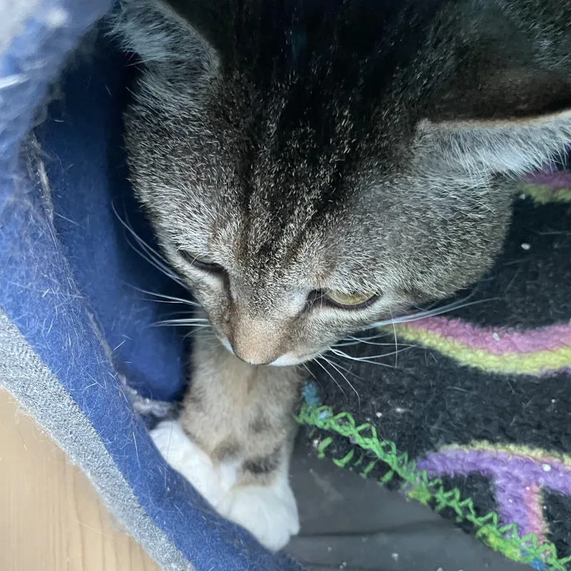 An adult medium-sized male Tabby (Brown / Chocolate) Domestic Short Hair cat named Mick for adoption in Wells, ME