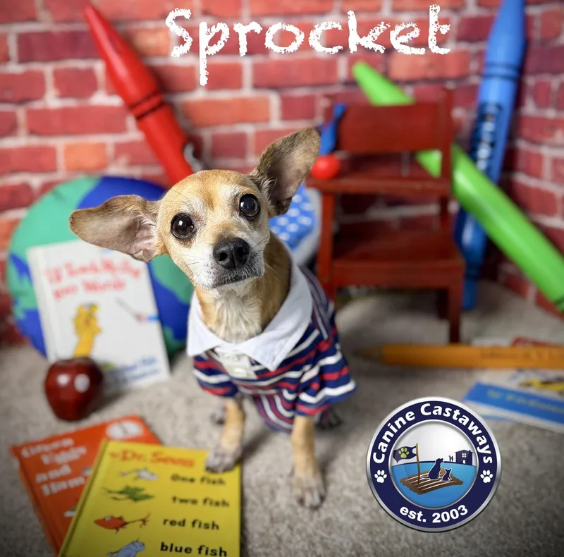 An adult small-sized male Yellow / Tan / Blond / Fawn Chihuahua dog named Sprocket for adoption in Arcadia, FL