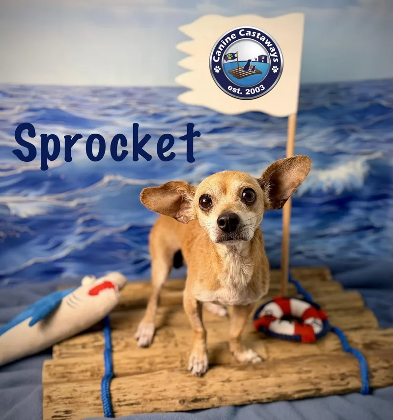 Sprocket thumbnail 3