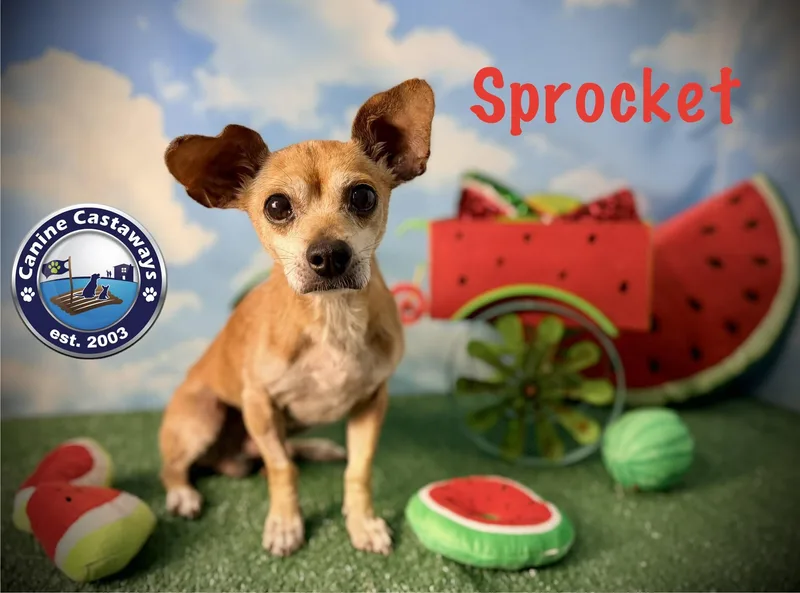 Sprocket thumbnail 4