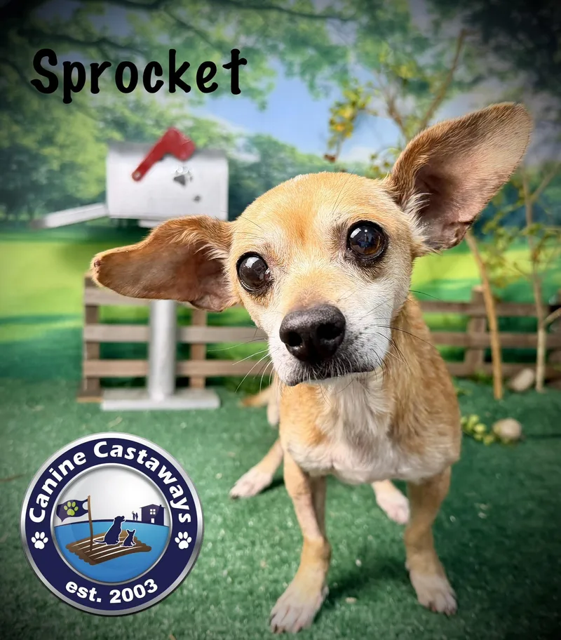 Sprocket thumbnail 5