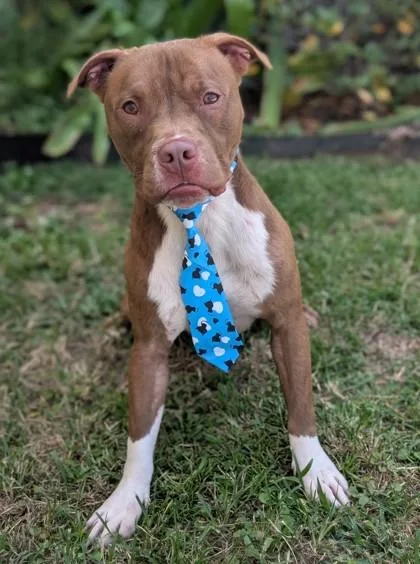 An adult medium-sized male Terrier dog named Corndog for adoption in Gulfport, MS