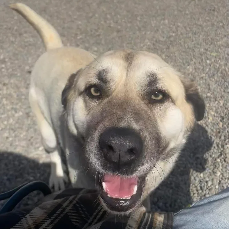 An adult large-sized female White / Cream Anatolian Shepherd dog named Jumpy for adoption in Binghamton, NY