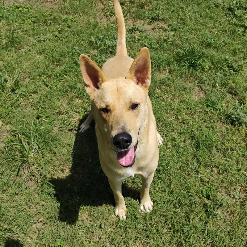 An adult large-sized male Shepherd dog named Cooper for adoption in Corpus Christi, TX