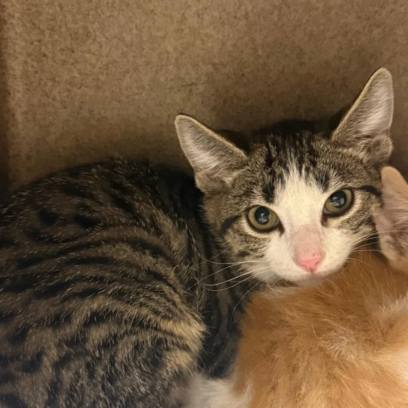A baby small-sized male Brown / Chocolate Domestic Short Hair cat named Vanilla Pudding for adoption in Winston-Salem, NC
