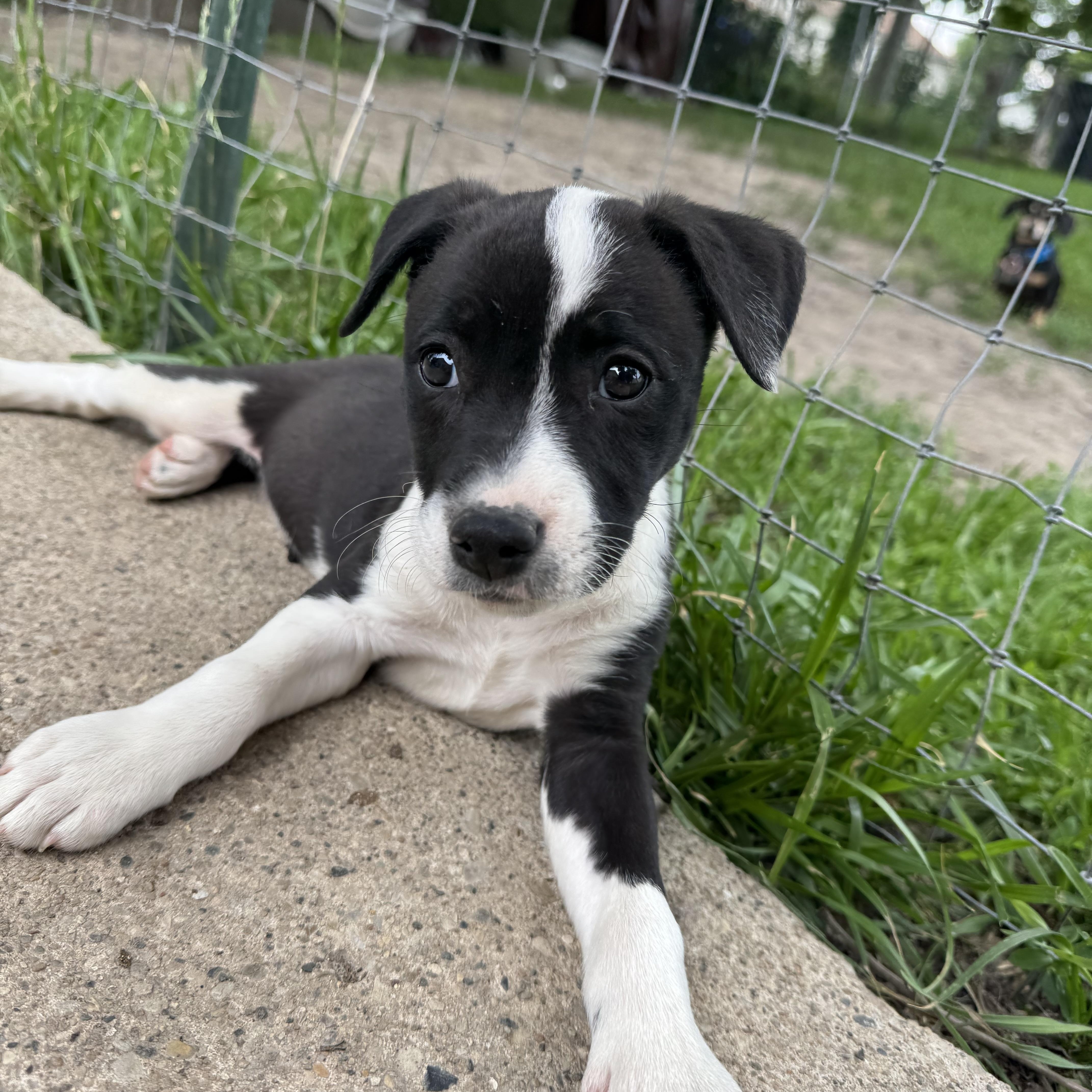 A baby medium-sized female Black Pit Bull Terrier dog named Lottie Sweet girl for adoption in RUSSIAVILLE, IN