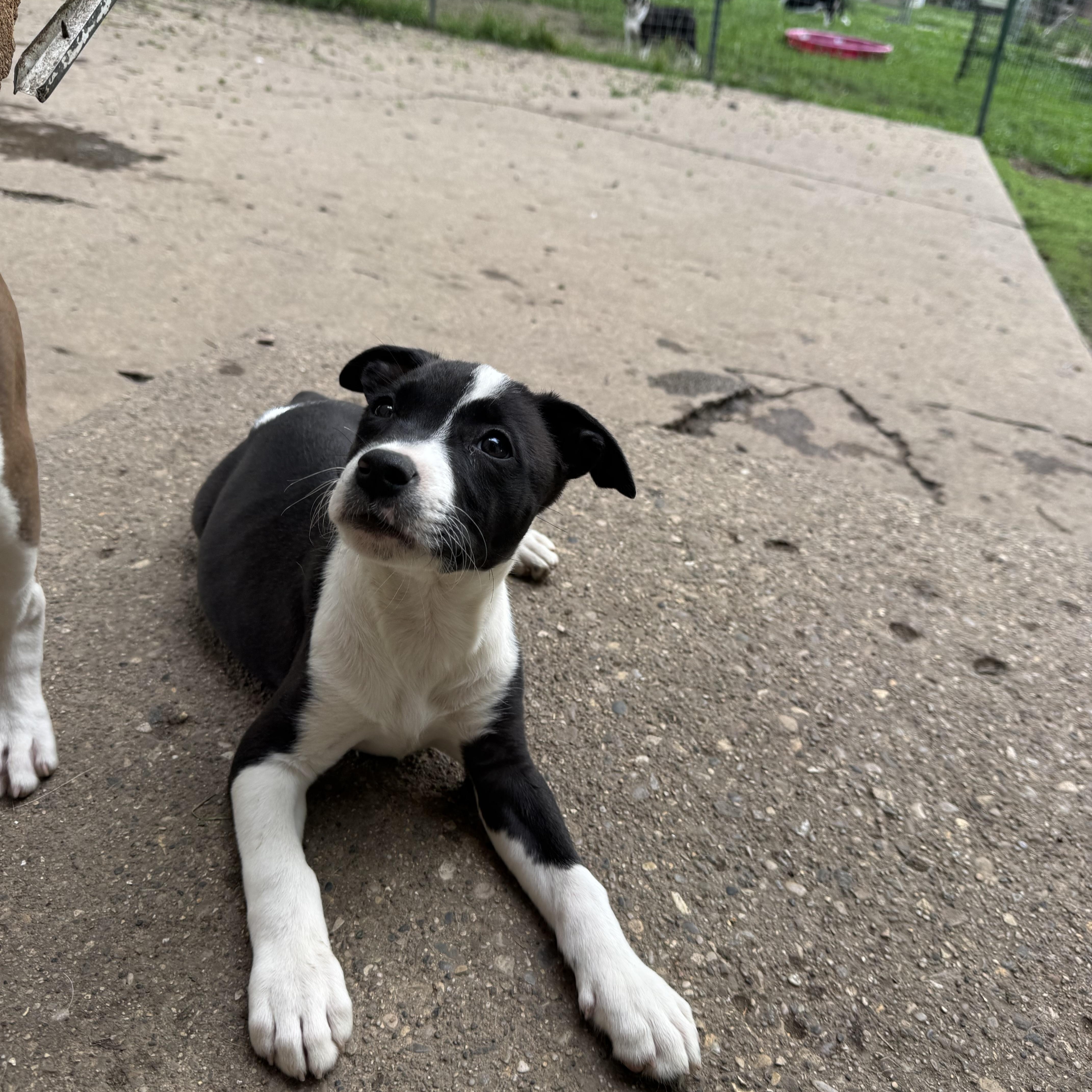 Lottie Sweet girl thumbnail 4