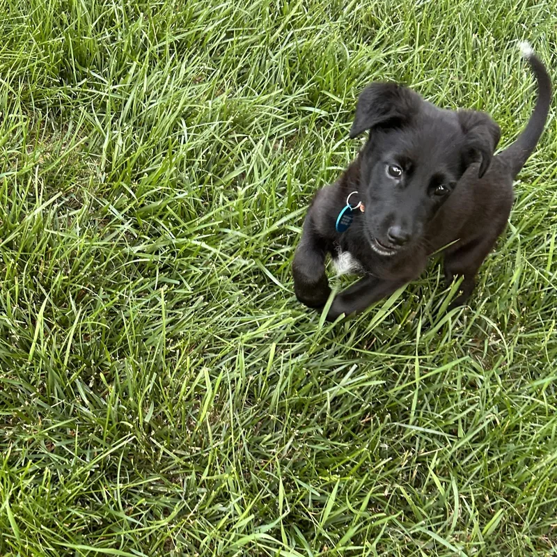 Willow thumbnail 3