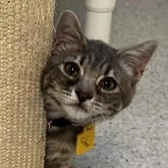 A baby medium-sized female Tabby (Gray / Blue / Silver) Tabby cat named Silver Sweet and for adoption in Hoquiam, WA