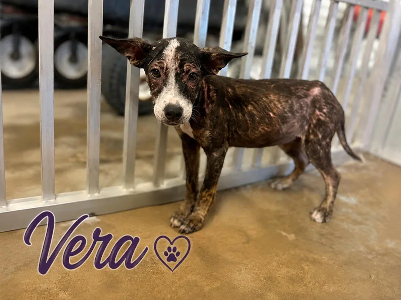Meet Vera — A