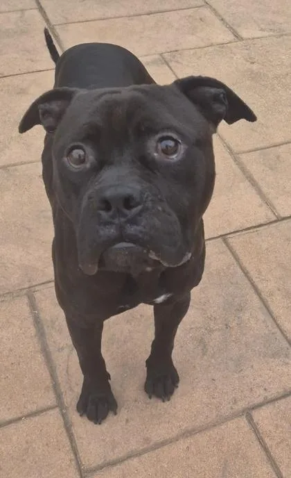 A young medium-sized male Terrier dog named Sir Russell Crow for adoption in Shreveport, LA
