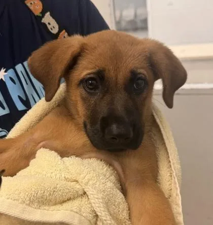 A baby small-sized female Brown / Chocolate Mixed Breed dog named Saffron for adoption in Kansas City, MO