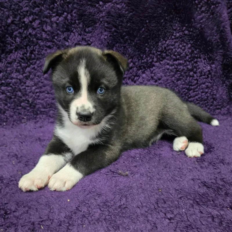 A baby large-sized female Black Mixed Breed dog named Klondike for adoption in Owosso, MI