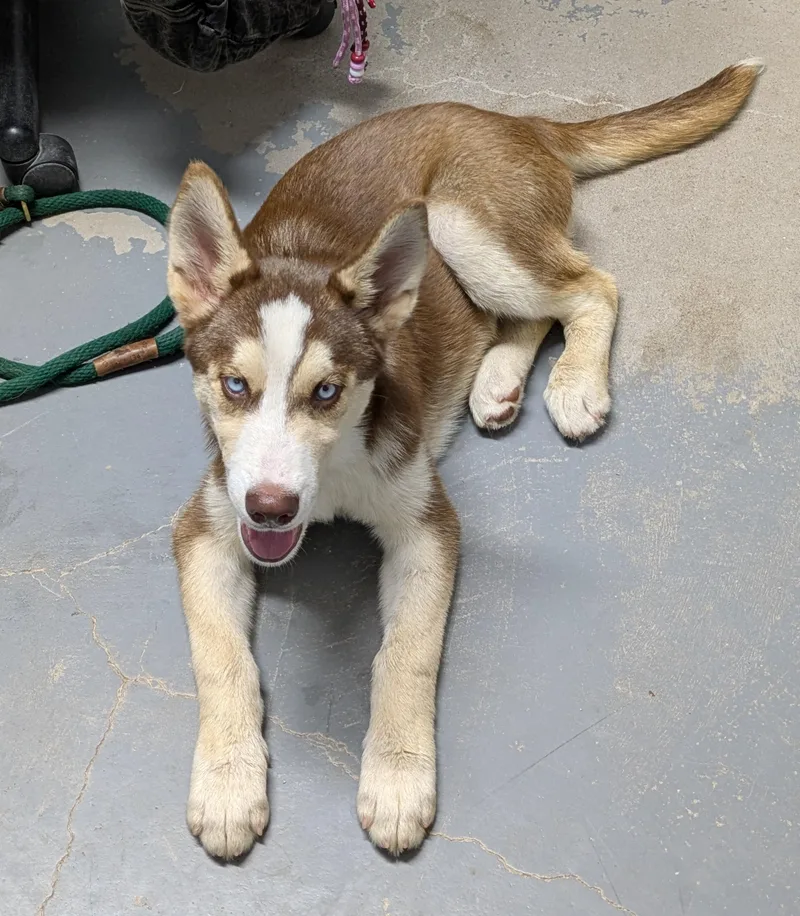 A young medium-sized male Siberian Husky dog named Atlas for adoption in Bisbee, AZ