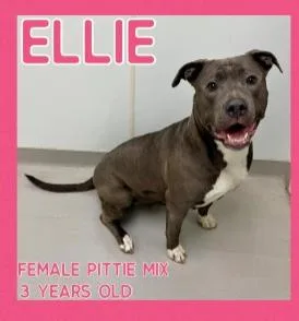 An adult large-sized female Pit Bull Terrier dog named Ellie for adoption in Danville, IN
