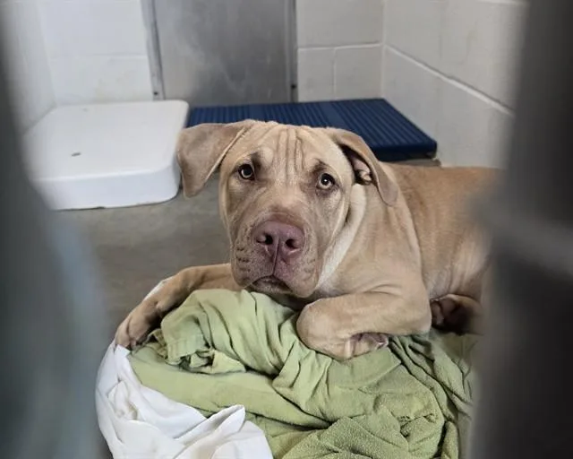 A young small-sized male Labrador Retriever dog named Pooh for adoption in Olathe, KS