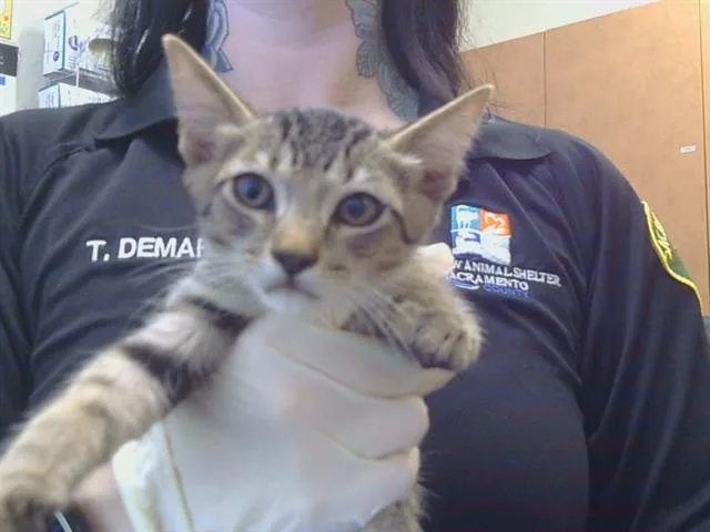 A baby small-sized male Domestic Short Hair cat named Myron for adoption in Sacramento, CA