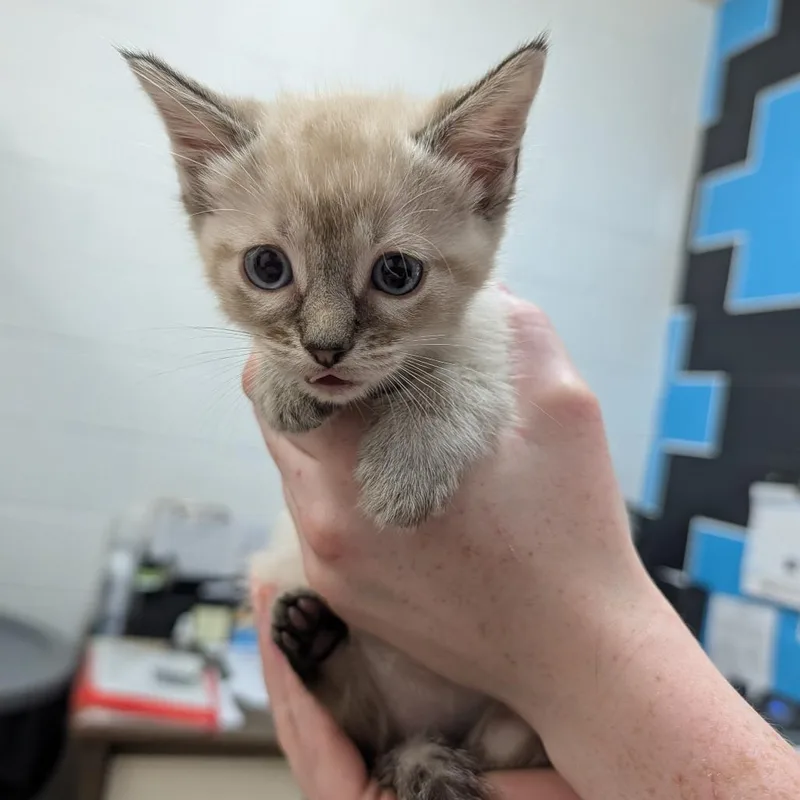 A baby small-sized female Cream / Ivory Domestic Short Hair cat named Carolina for adoption in Ardmore, OK