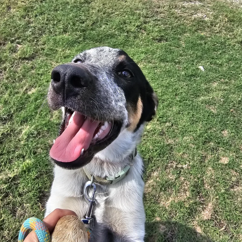 A baby small-sized male Merle (Blue) Australian Shepherd dog named Rocky for adoption in Hamilton , TX
