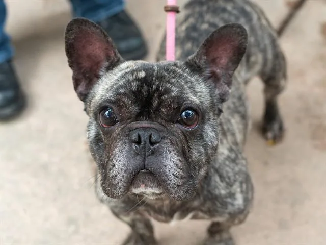 An adult medium-sized male French Bulldog dog named Vito for adoption in Martinez, CA