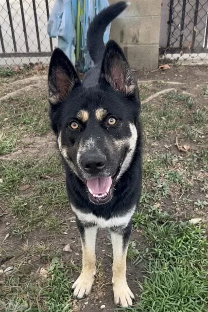A young large-sized male Shepherd dog named Buzz for adoption in Riverside, CA