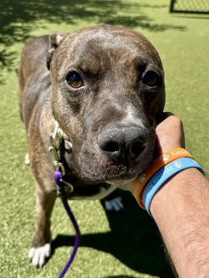 An adult large-sized female Mixed Breed dog named Aurora for adoption in Wichita, KS