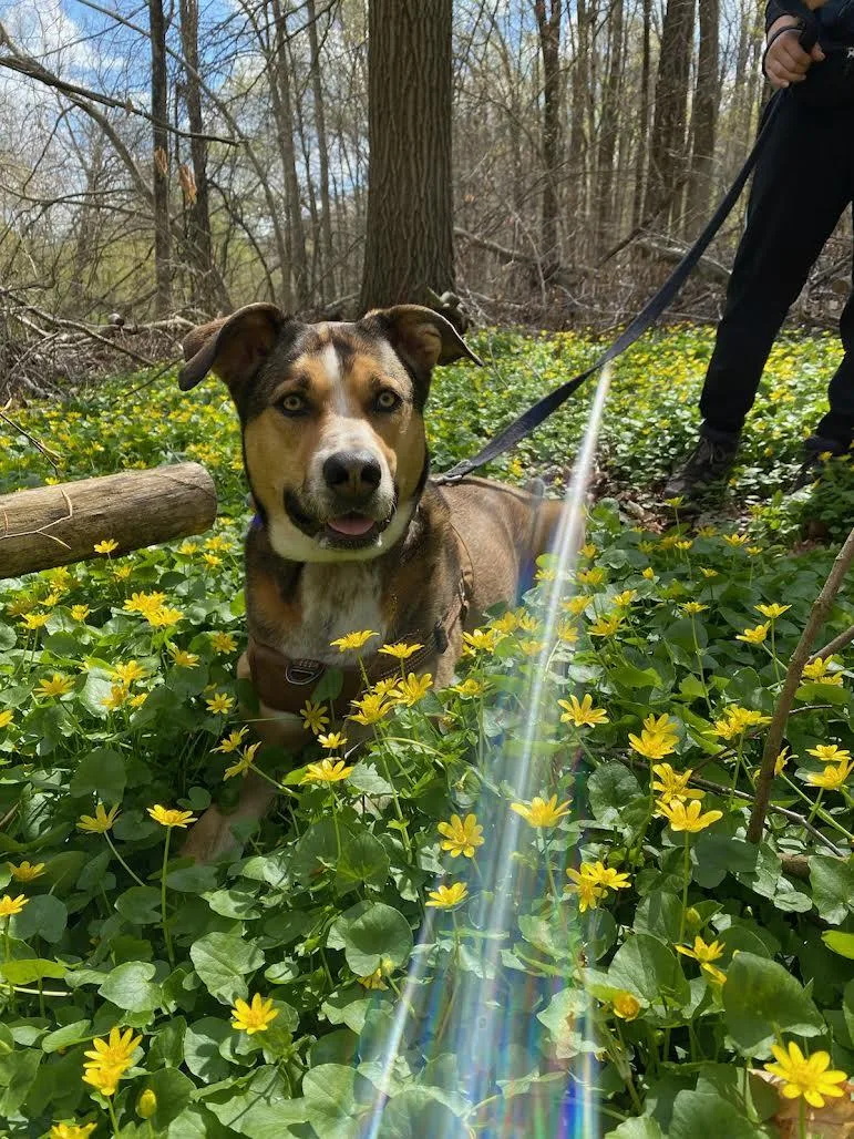 An adult medium-sized female Husky dog named Kira for adoption in Chalfont, PA