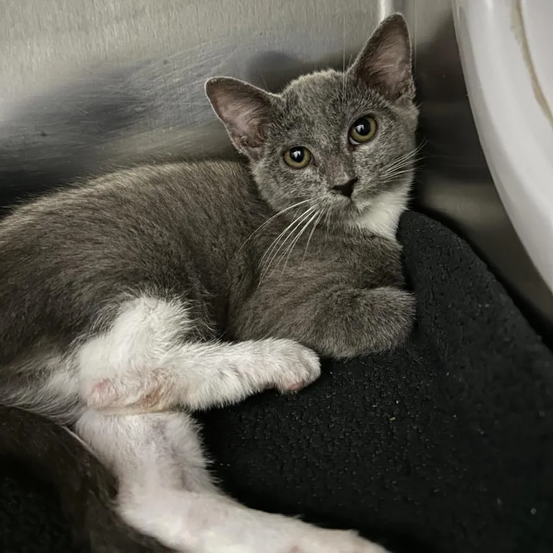 A baby small-sized female Gray / Blue / Silver Domestic Short Hair cat named Mary for adoption in Upland, CA