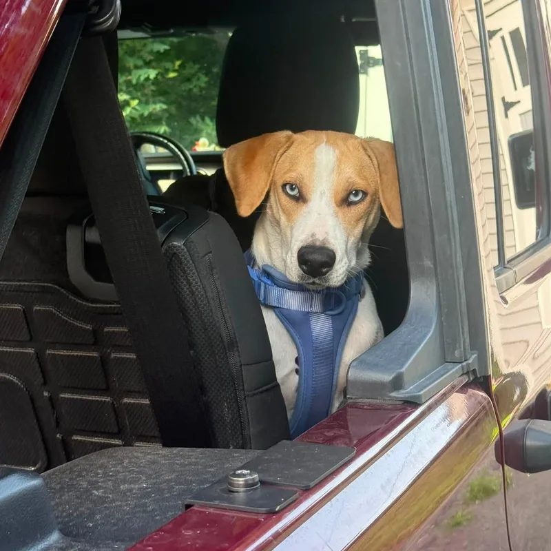 A young medium-sized female White / Cream Mixed Breed dog named Skye for adoption in Schenectady, NY
