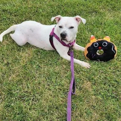 An adult large-sized female White / Cream English Bulldog dog named Helen for adoption in South Elgin, IL