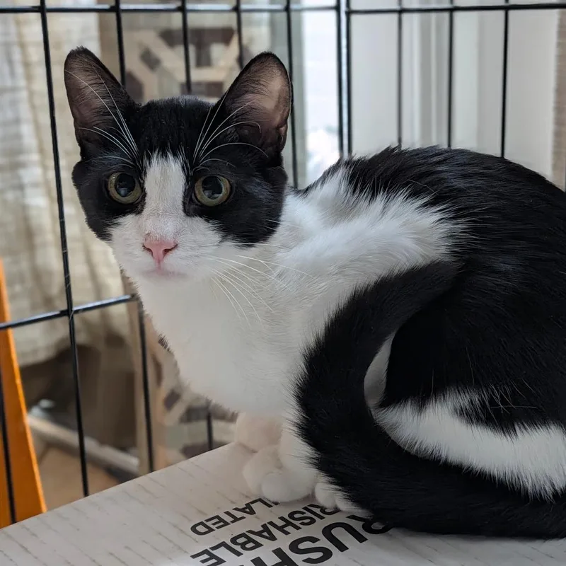 A baby small-sized male Black Domestic Short Hair cat named Gander for adoption in Long Beach, CA