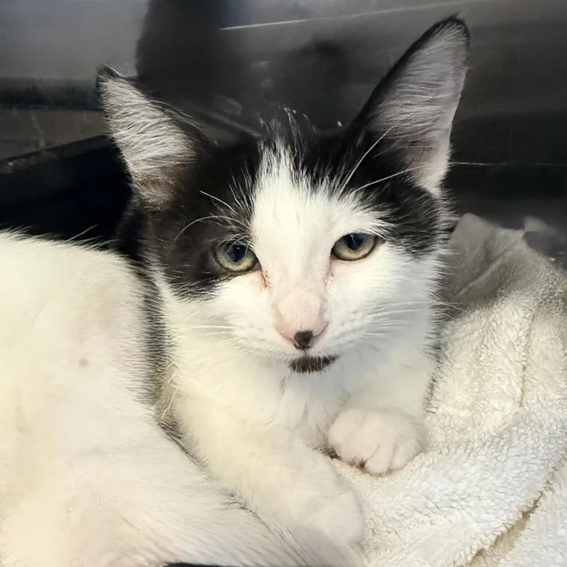 A baby small-sized female White Domestic Short Hair cat named Thundera for adoption in Palm Springs, CA