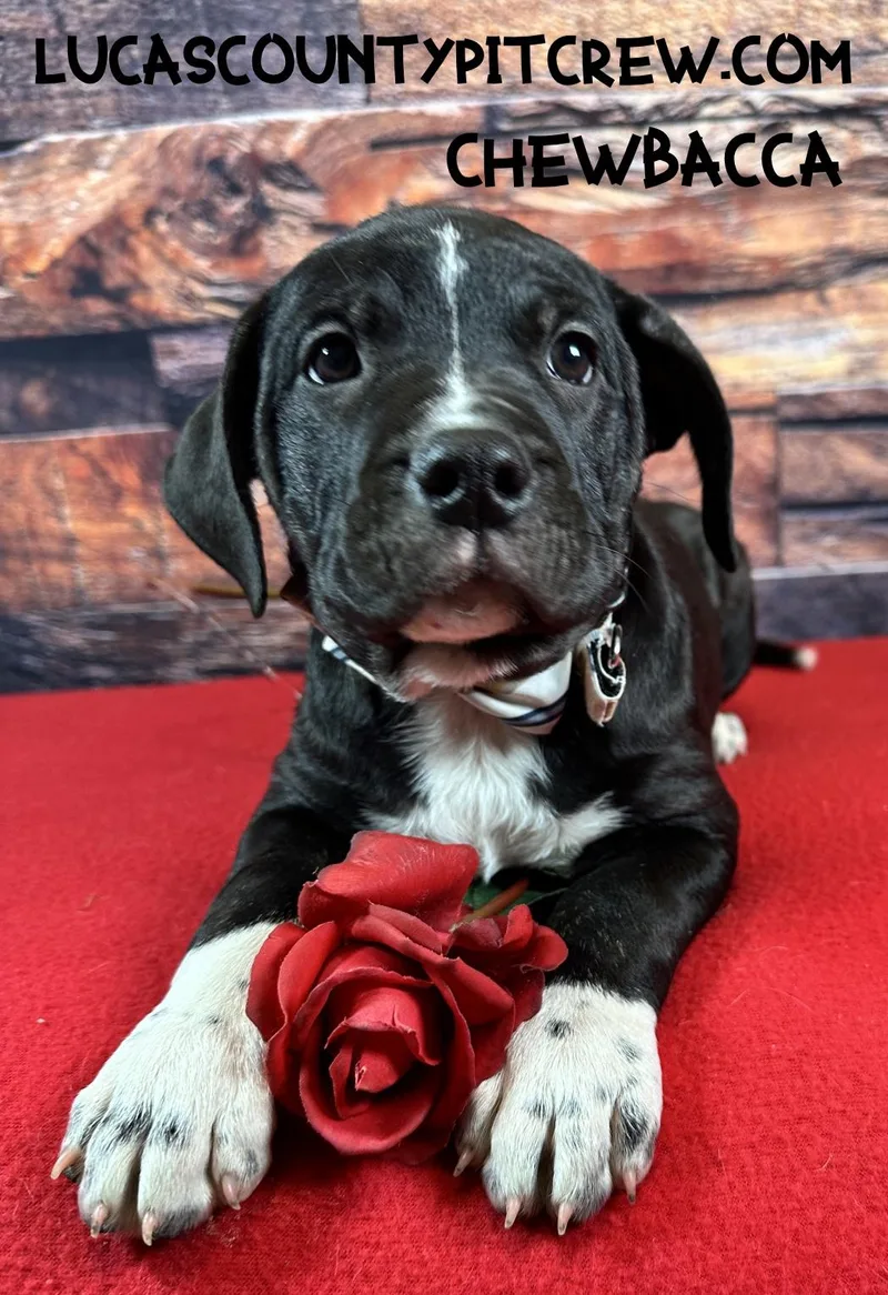 Chewbacca thumbnail 2