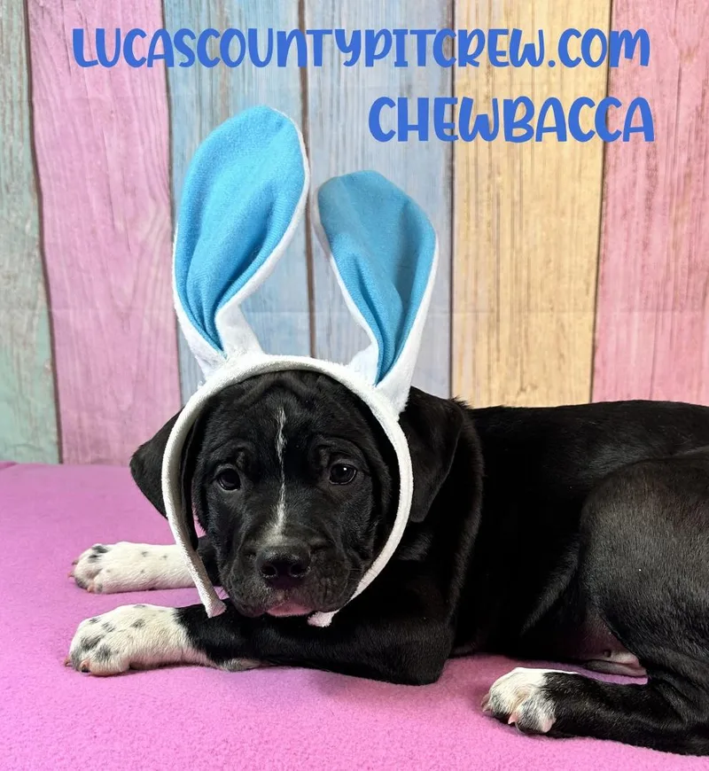 Chewbacca thumbnail 3