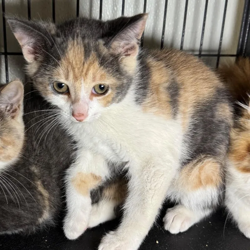 A baby medium-sized female Domestic Short Hair cat named Lily for adoption in Saginaw, MI