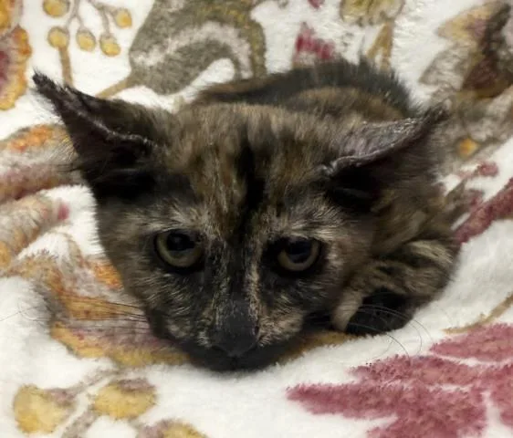 A baby small-sized female Domestic Short Hair cat named Tart for adoption in Los Angeles, CA